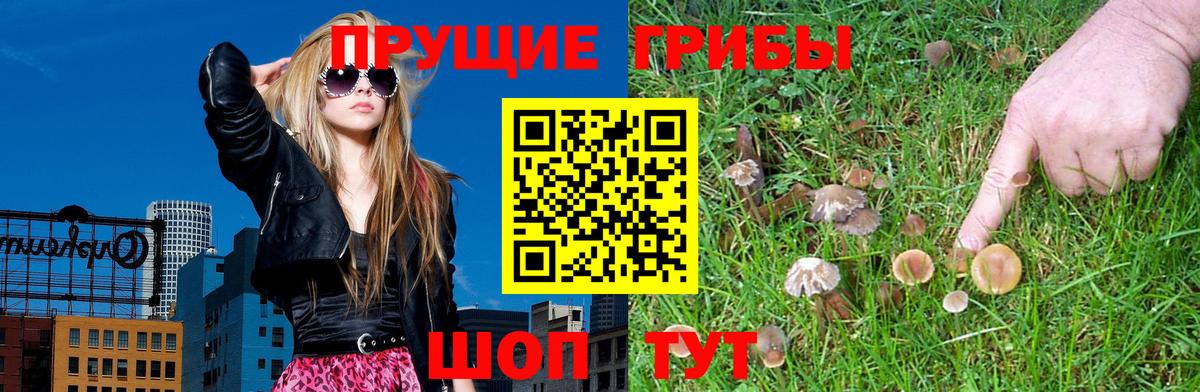 купить  цена  Вход с VPN  Галлюциногенные грибы мухоморы  Чайковский  Галлюциногенные грибы Psilocybe 
